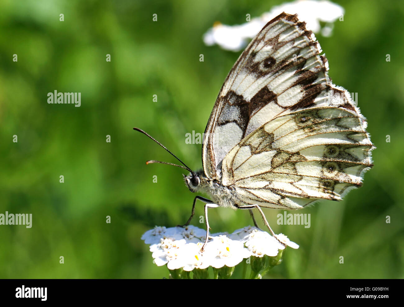 farfalla Foto Stock