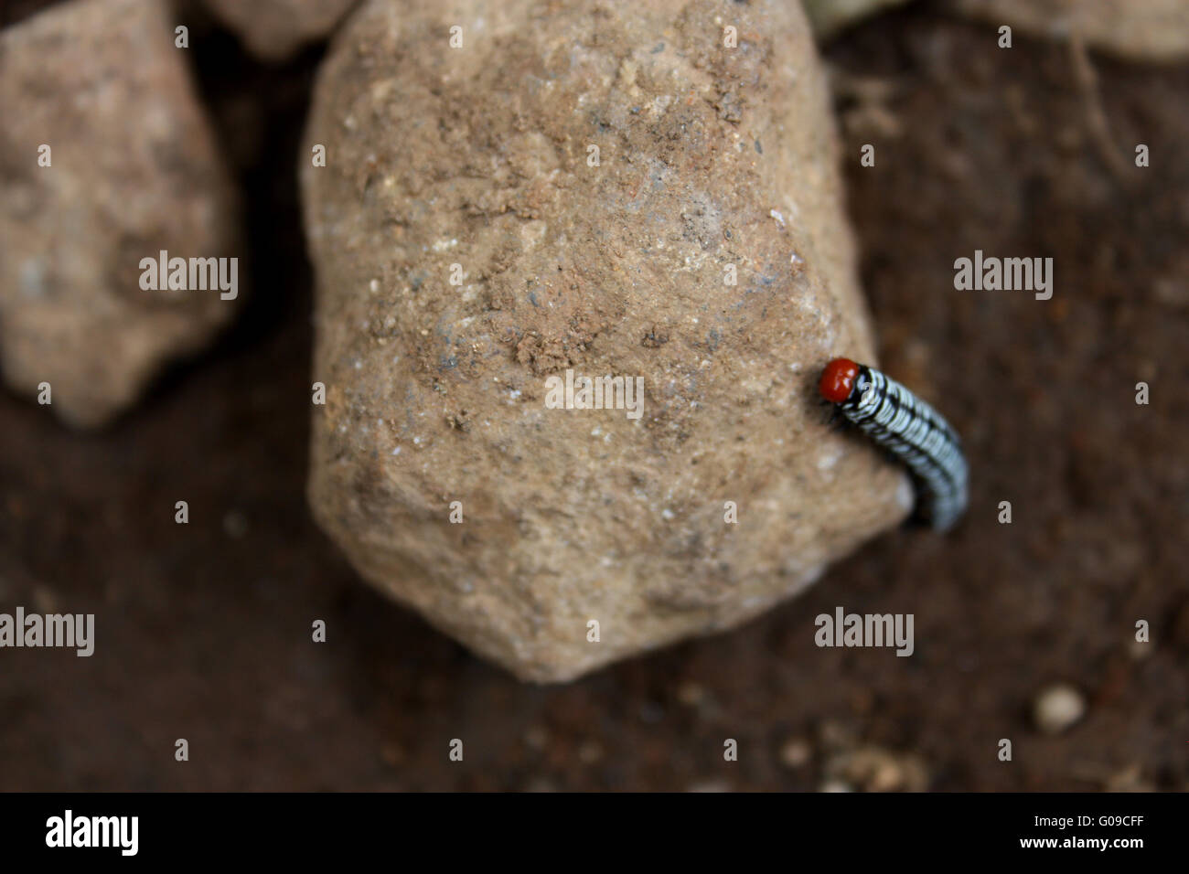 Caterpillar su pietra Foto Stock
