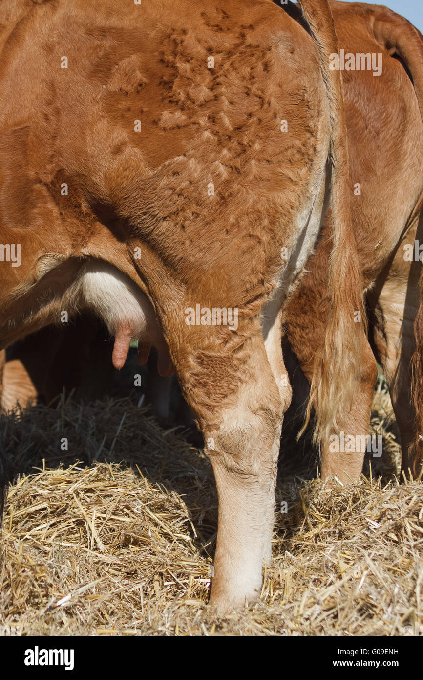 Mungitori -vacche da latte - vacche da latte Foto Stock