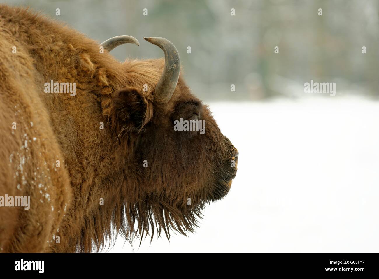 Legno europea bison Foto Stock