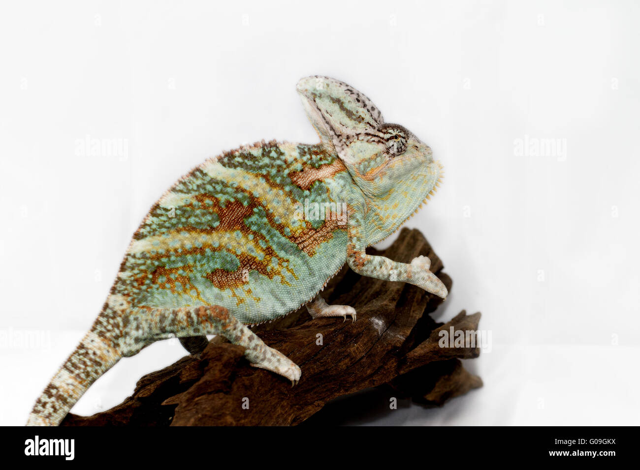 Una velata camaleonte sta fissando la telecamera (Chamaeleo calyptratus) Foto Stock