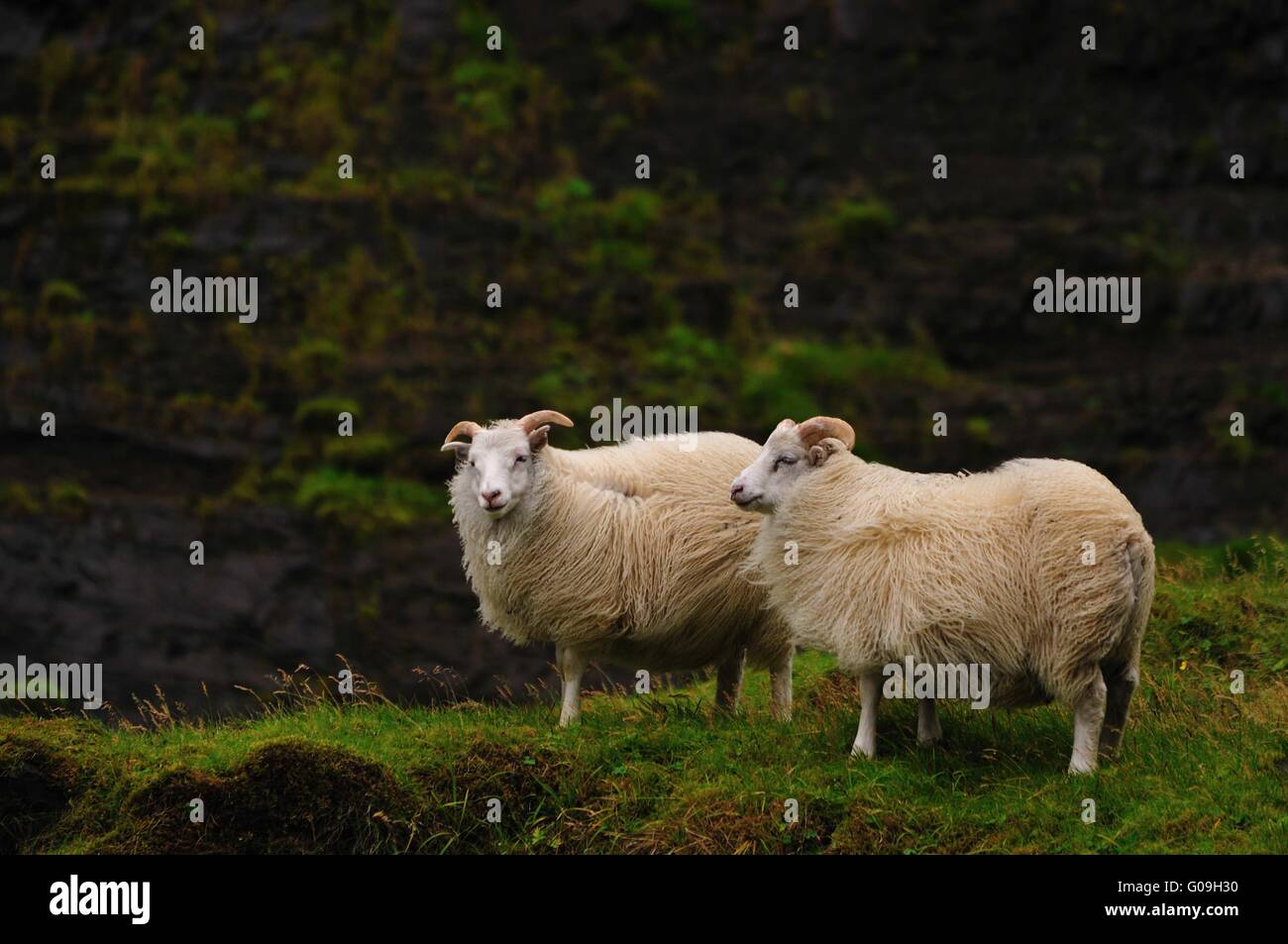 Islandese di pecore nei pressi di Haifoss, Islanda Foto Stock