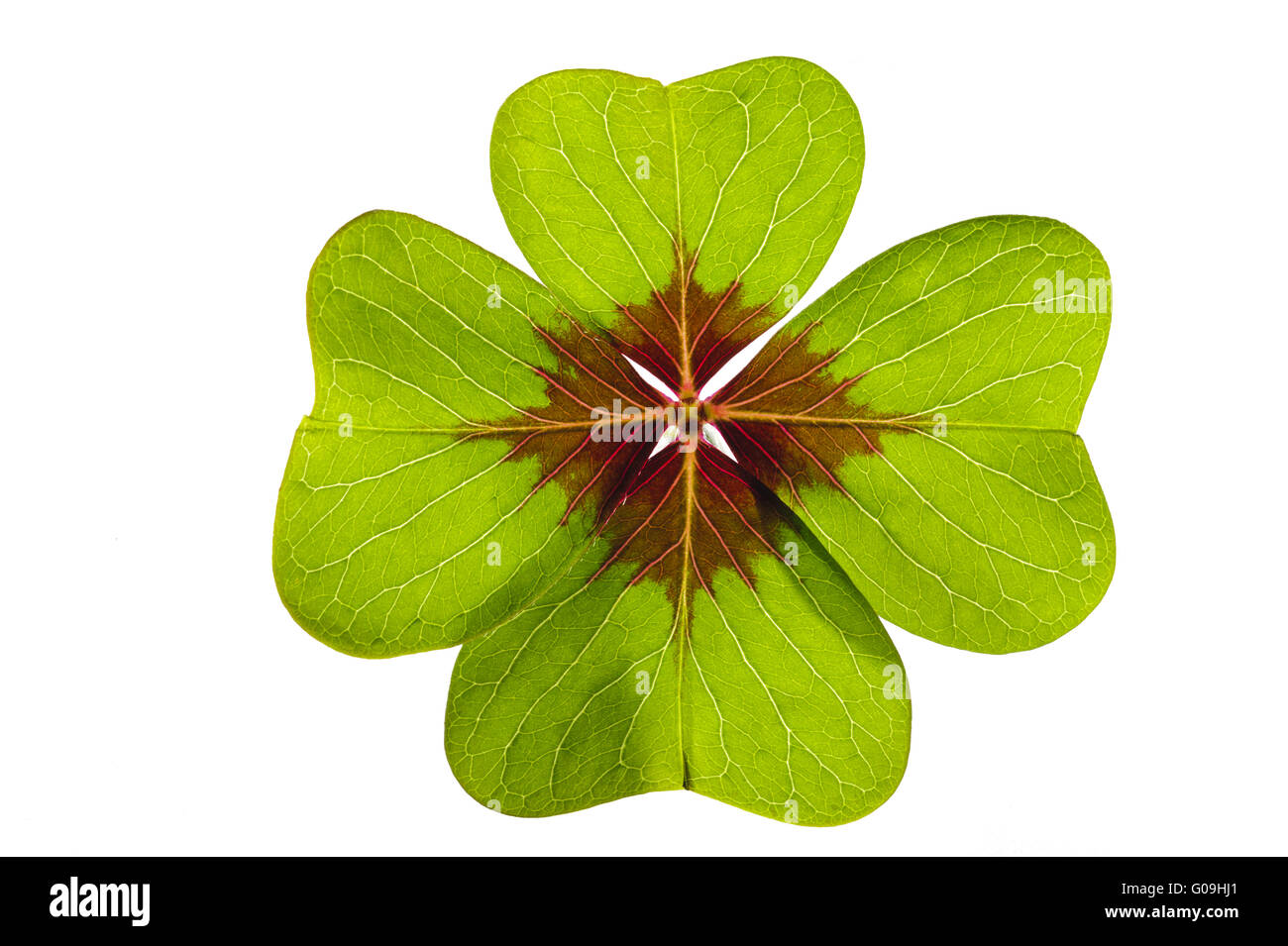 Quattro leaf clover isolate su sfondo bianco Foto Stock
