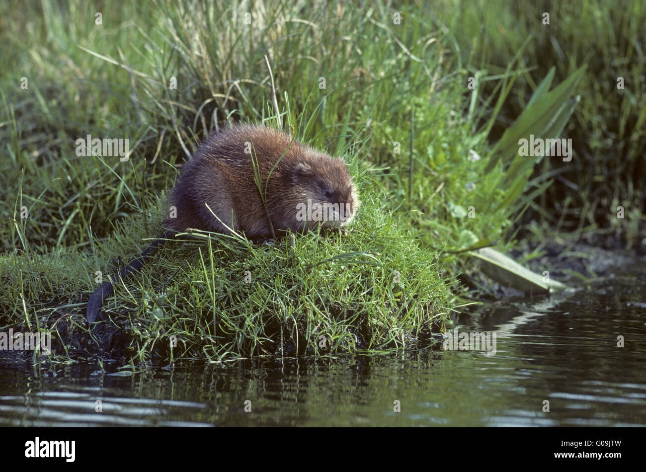 Topo muschiato rovistando su un pondside Foto Stock