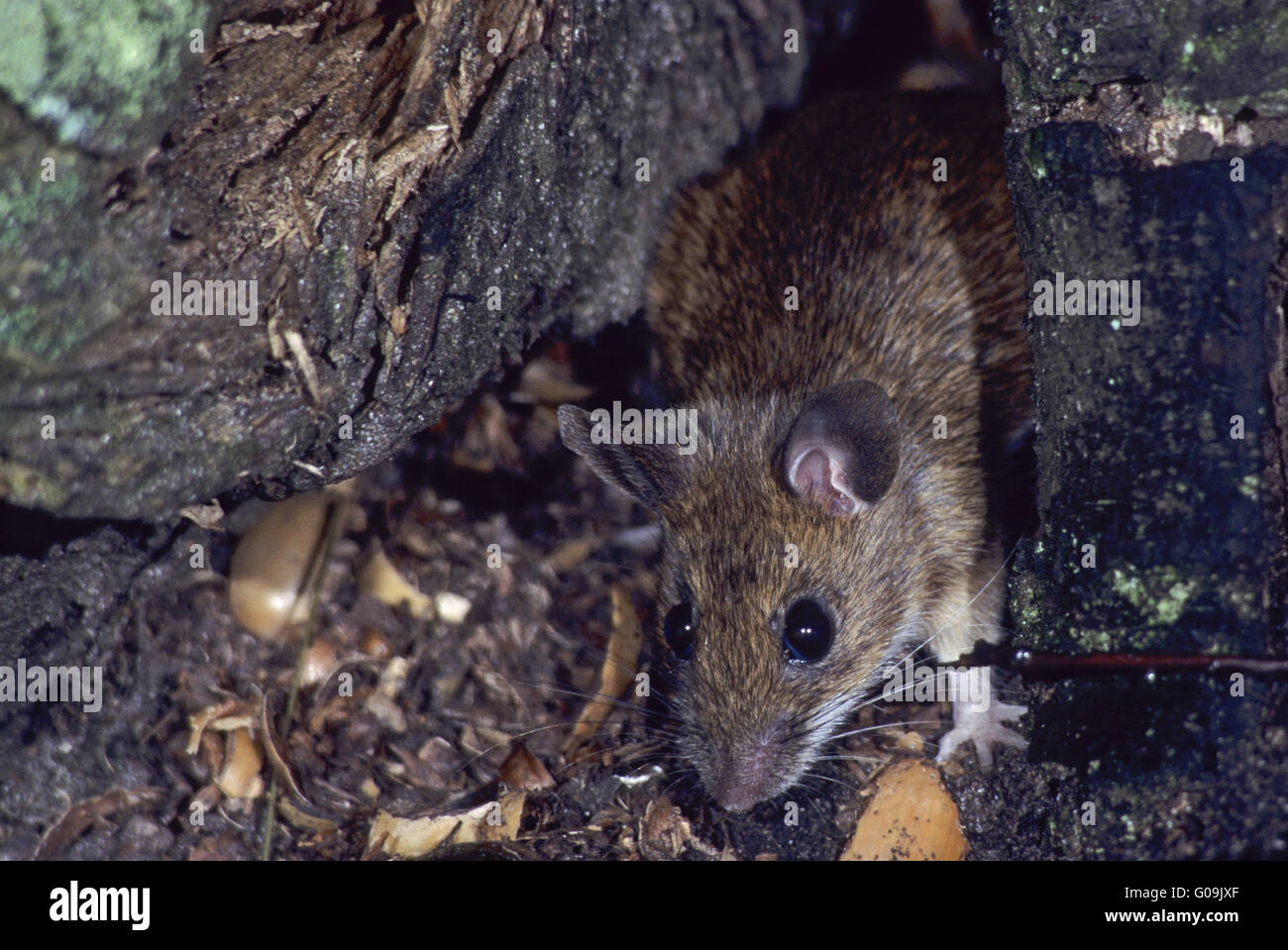 Giallo-Mouse a collo alto uscire il mousehole Foto Stock