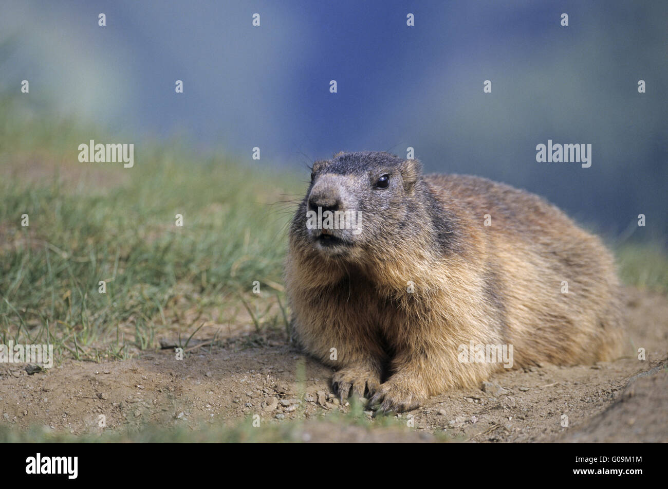 Giovane marmotta alpina rilassato riposo Foto Stock