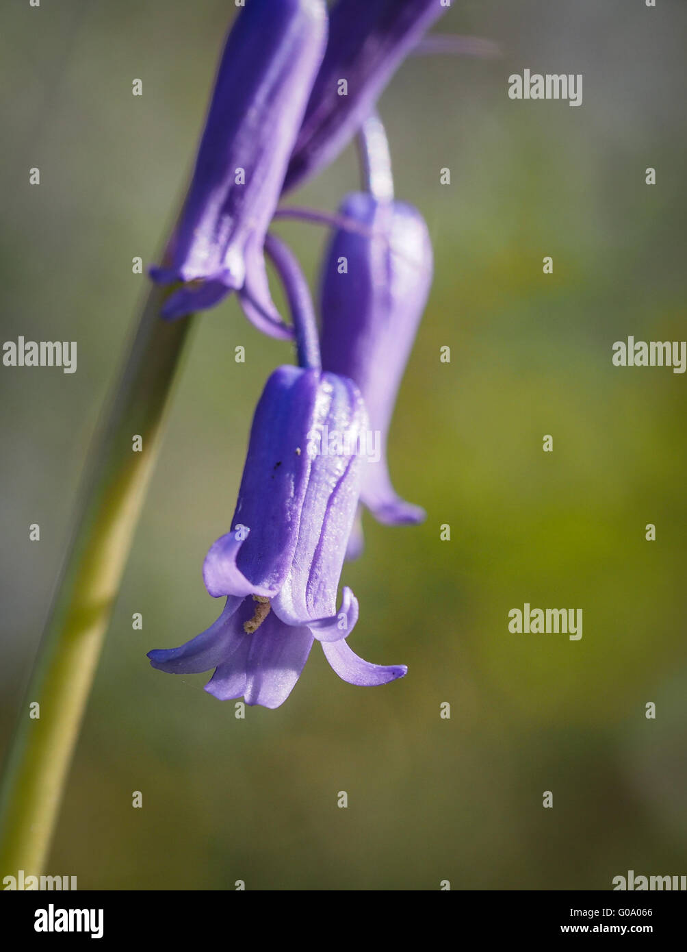 bluebell singolo Foto Stock