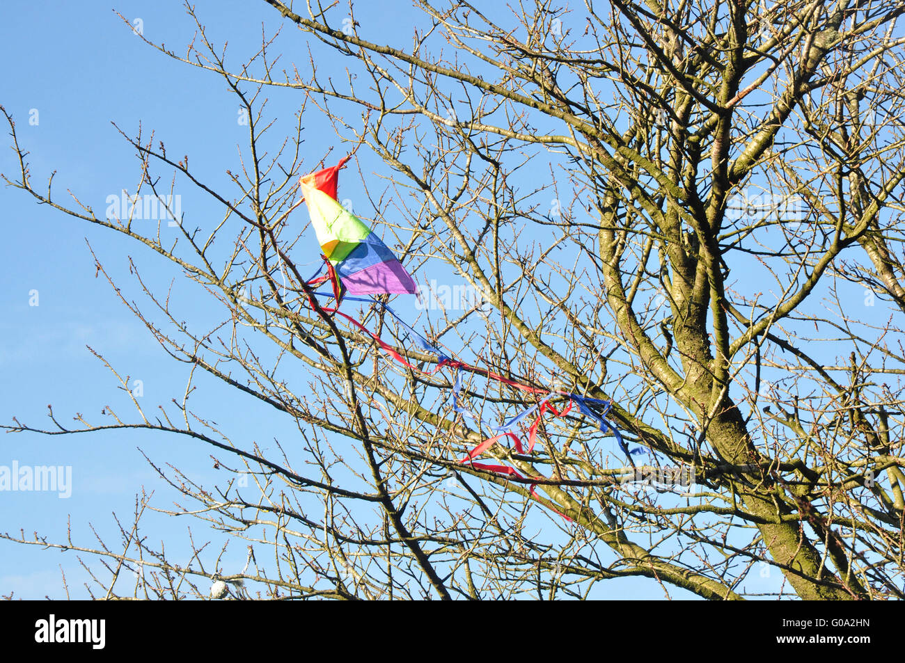 Un albero alto- primavera sole - un bambino snagged kite - sagomata dalla possibilità come un colore brillante uccello incapace di volare lontano Foto Stock