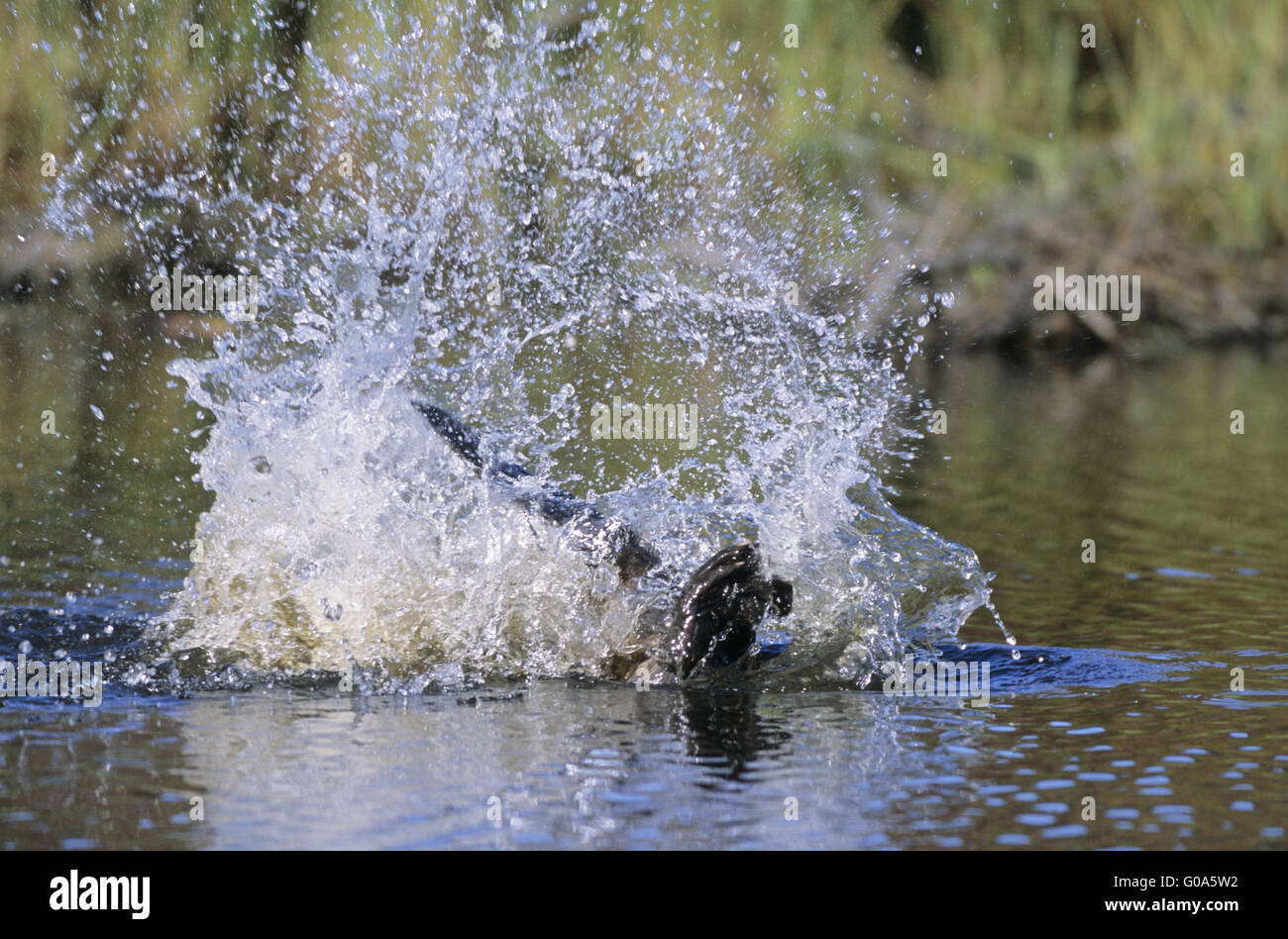 North American Beaver segnale di pericolo con la sua coda Foto Stock