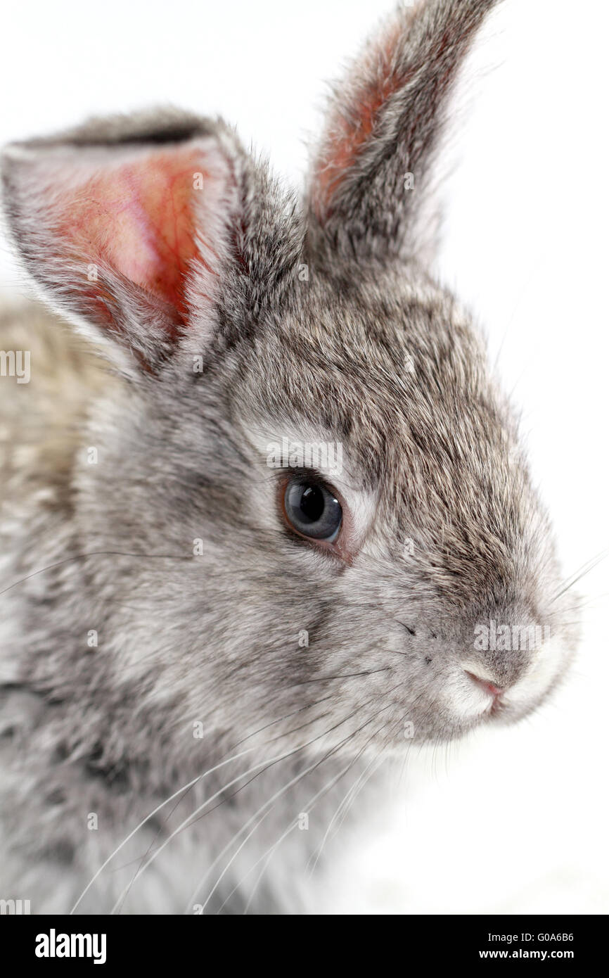 Carino coniglio grigio isolato su sfondo bianco Foto Stock