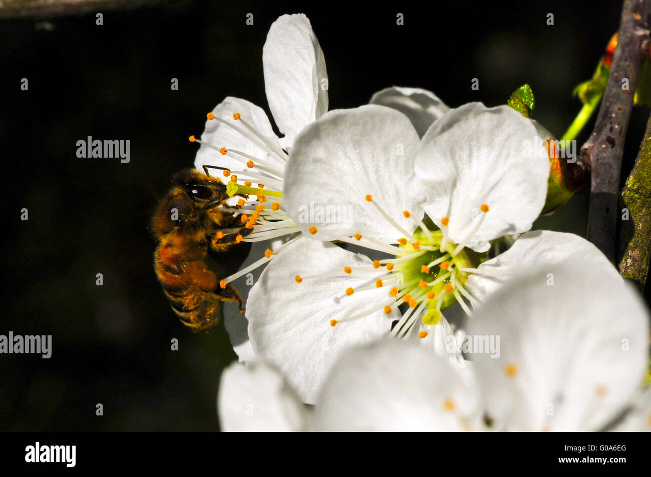Ape su Bianco fiore di ciliegio Foto Stock