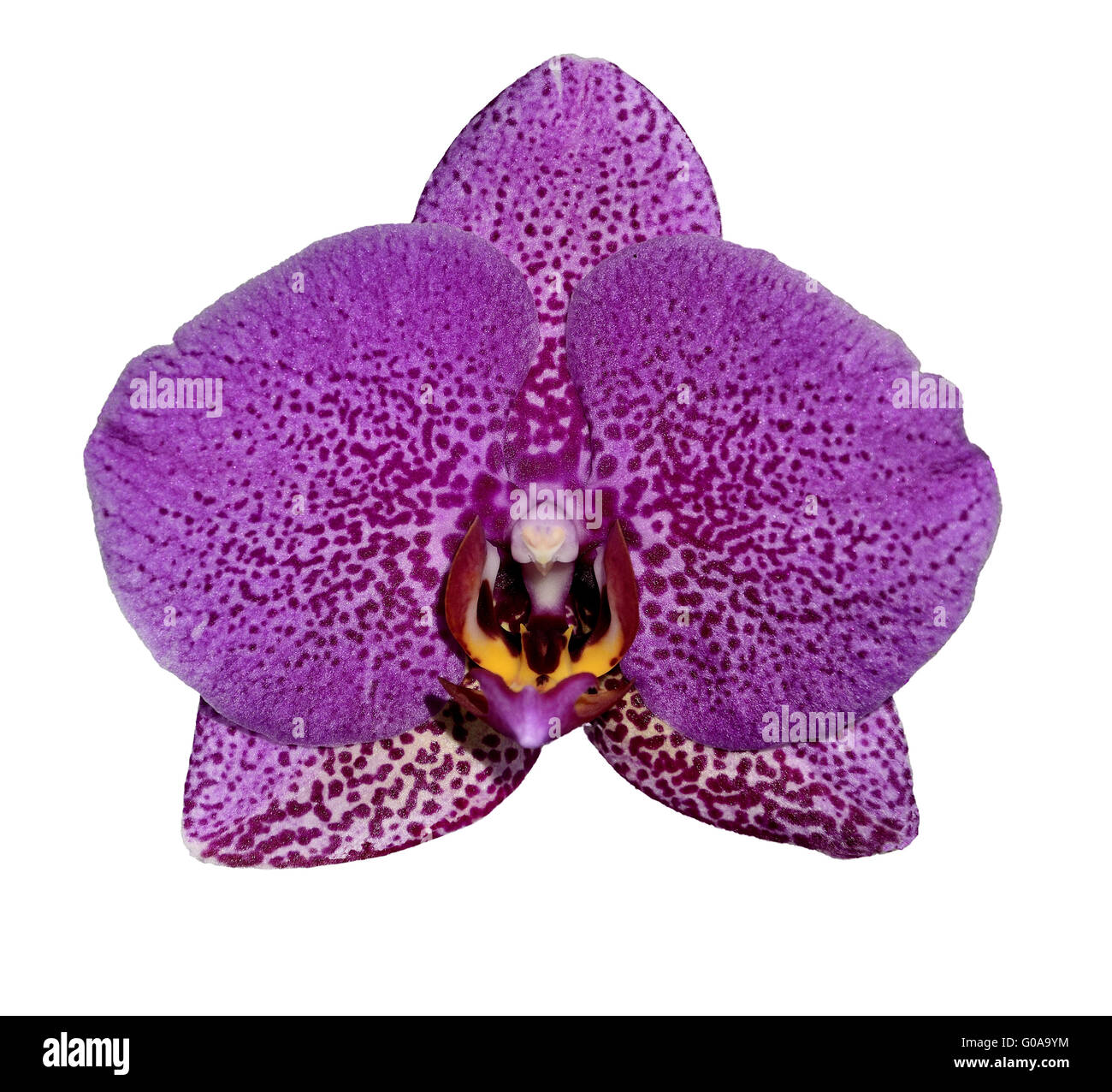 Uno viola di fiori di orchidea Foto Stock