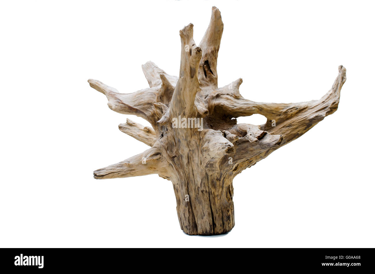 Driftwood ceppo di albero Foto Stock