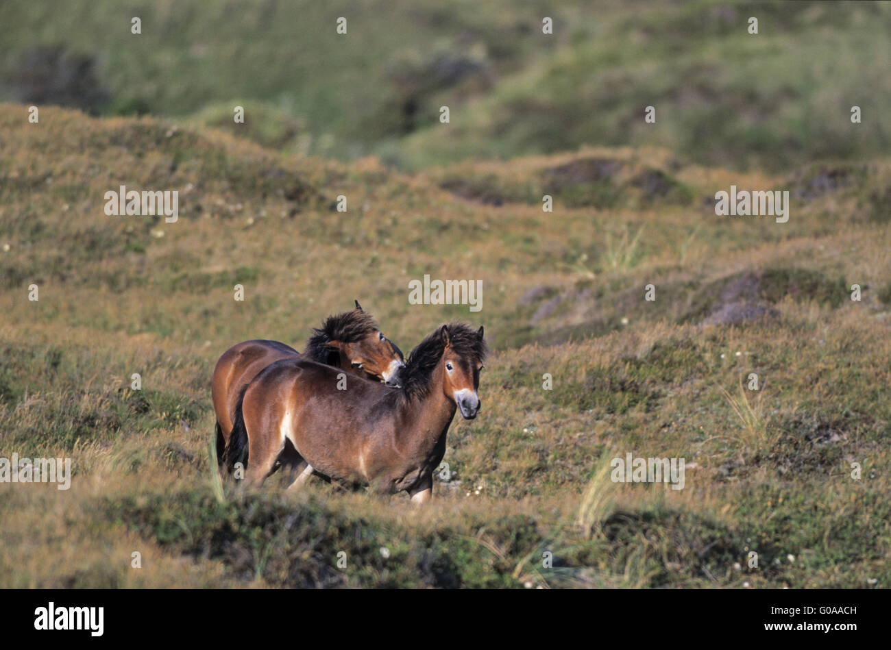 Exmoor Pony stalloni scherzosamente combattimenti Foto Stock