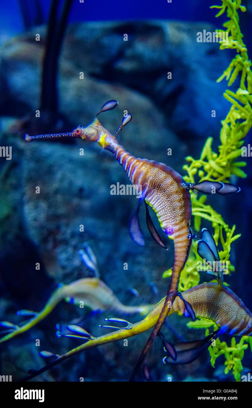 Il Drago Marino O Il Drago Marino Comune Immagini E Fotografie Stock Ad il-drago-marino-o-il-drago-marino-comune-immagini-e-fotografie-stock-ad