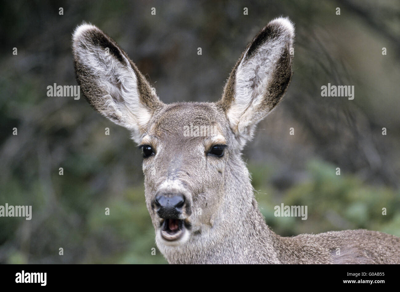 Ritratto di un nero-tailed Deer hind Foto Stock