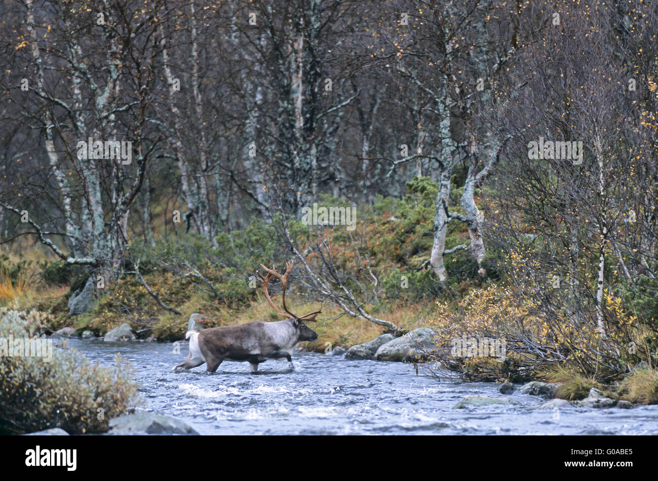 Bull renne che attraversa un fiume nel solco Foto Stock