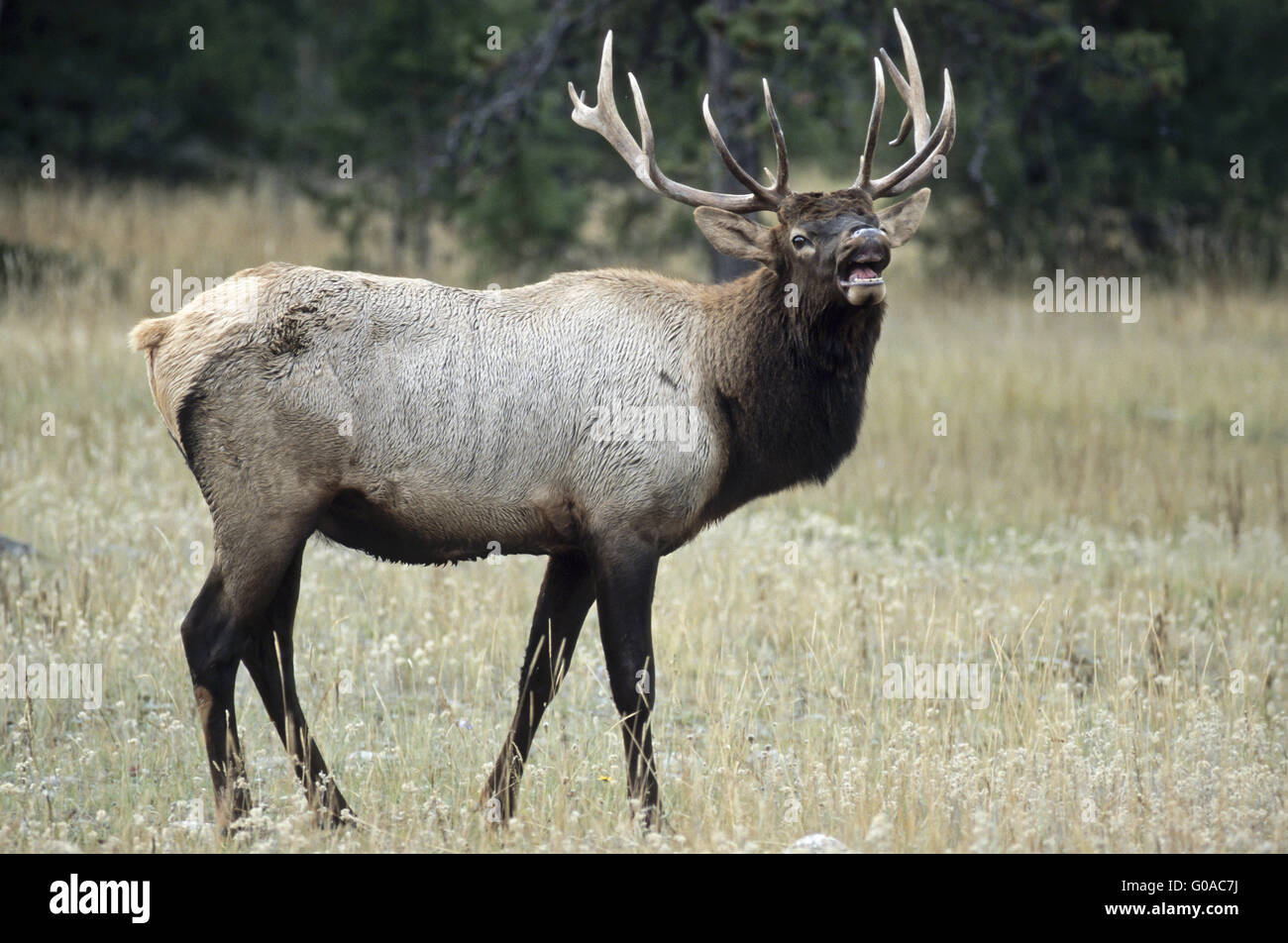 Bull Elk profumazione nel solco - (American Elk) Foto Stock