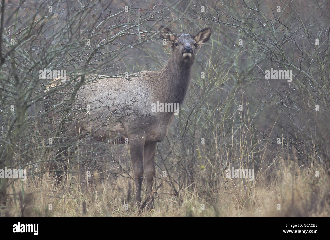 Elk vitello guardando verso il fotografo Foto Stock