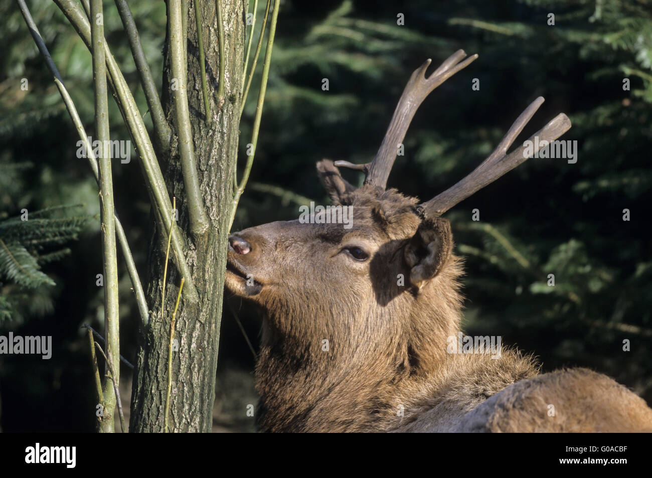 Bull Elk causando danni di gioco su un salice Foto Stock