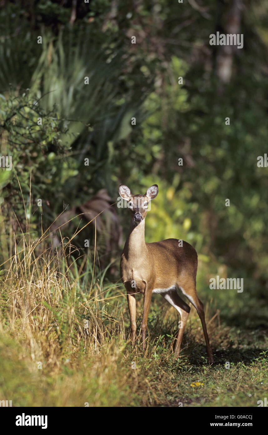 White-Tailed Deer doe in piedi nella giungla Foto Stock