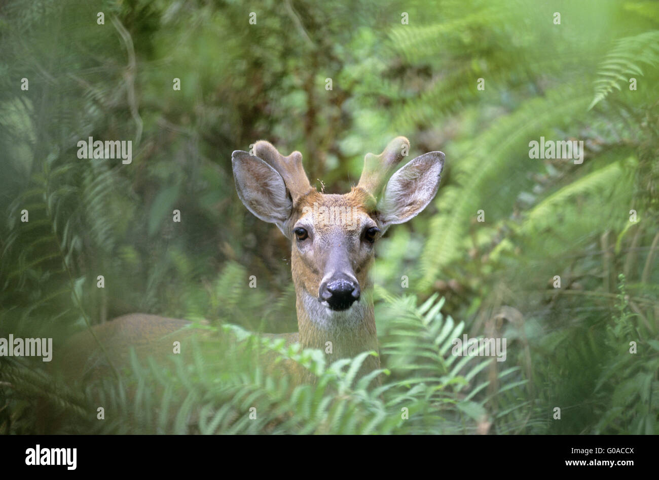 White-Tailed Deer cervo con velluto di corna coperte Foto Stock