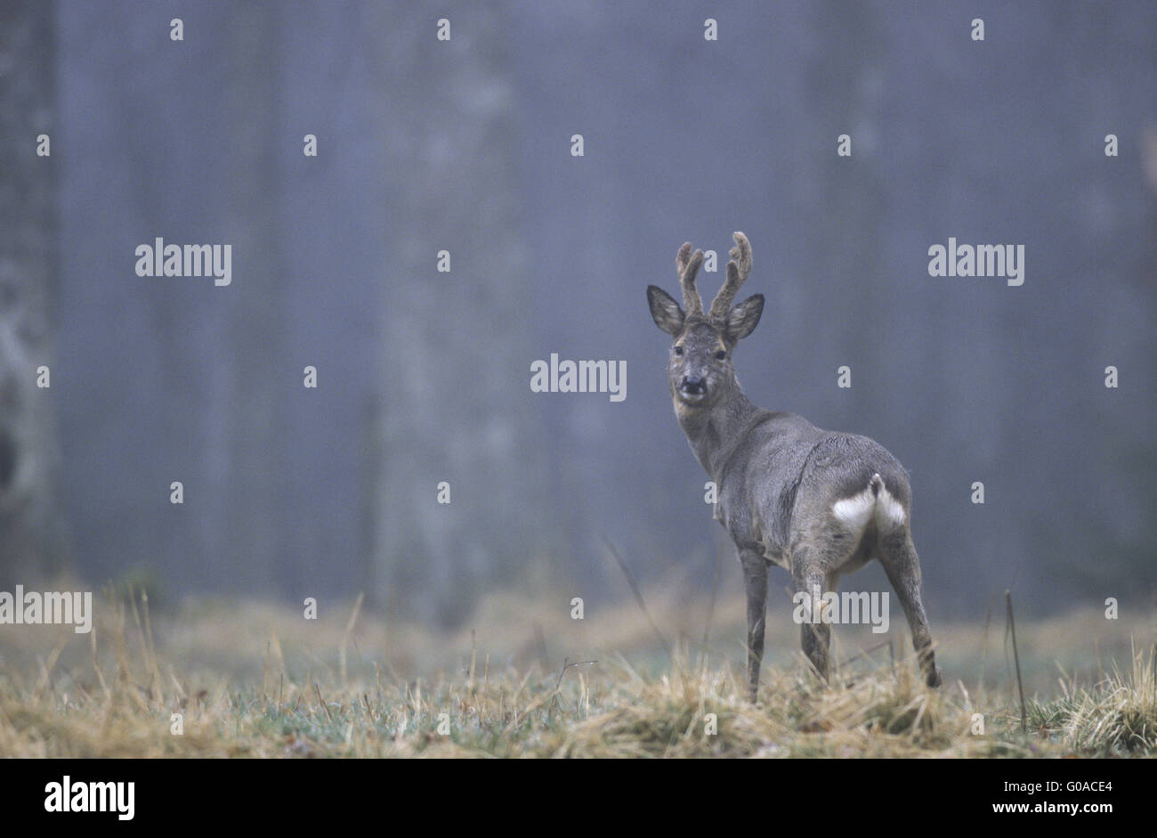 Il Roe Deer buck con corna di velluto in inverno pelage Foto Stock