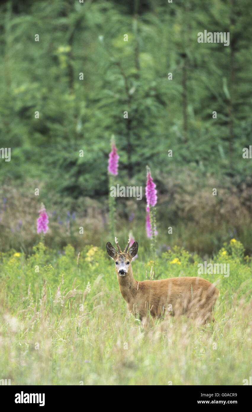 Il Roe Deer buck avviso permanente di fronte Foxglove Foto Stock