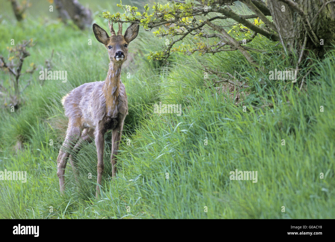 Il Roe Deer buck in cambio di casacca cercando di avviso Foto Stock