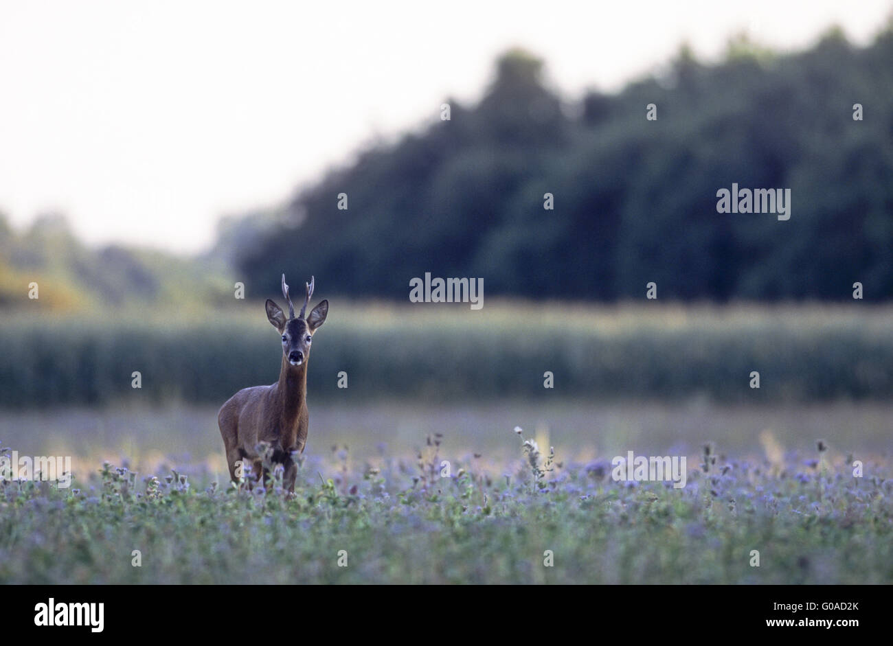 Il Roe Deer buck in carreggiata cercando alert Foto Stock