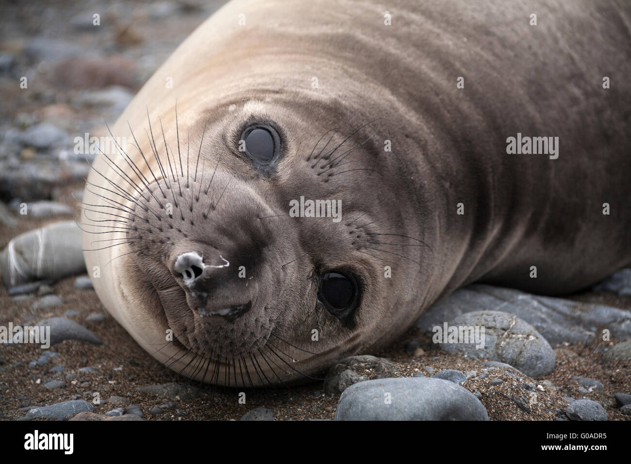 Un'immagine ravvicinata di una femmina di elefante settentrionale di tenuta (Mirounga angustirostris) recante sulla costa rocciosa. In California, Stati Uniti d'America. Foto Stock