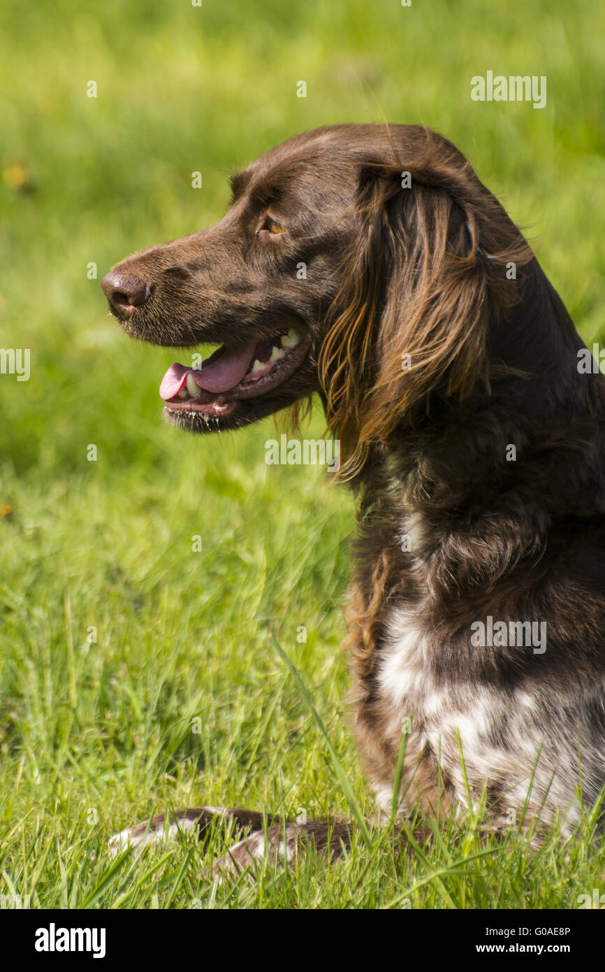 Il tedesco dai lunghi capelli del cane di puntamento Foto Stock