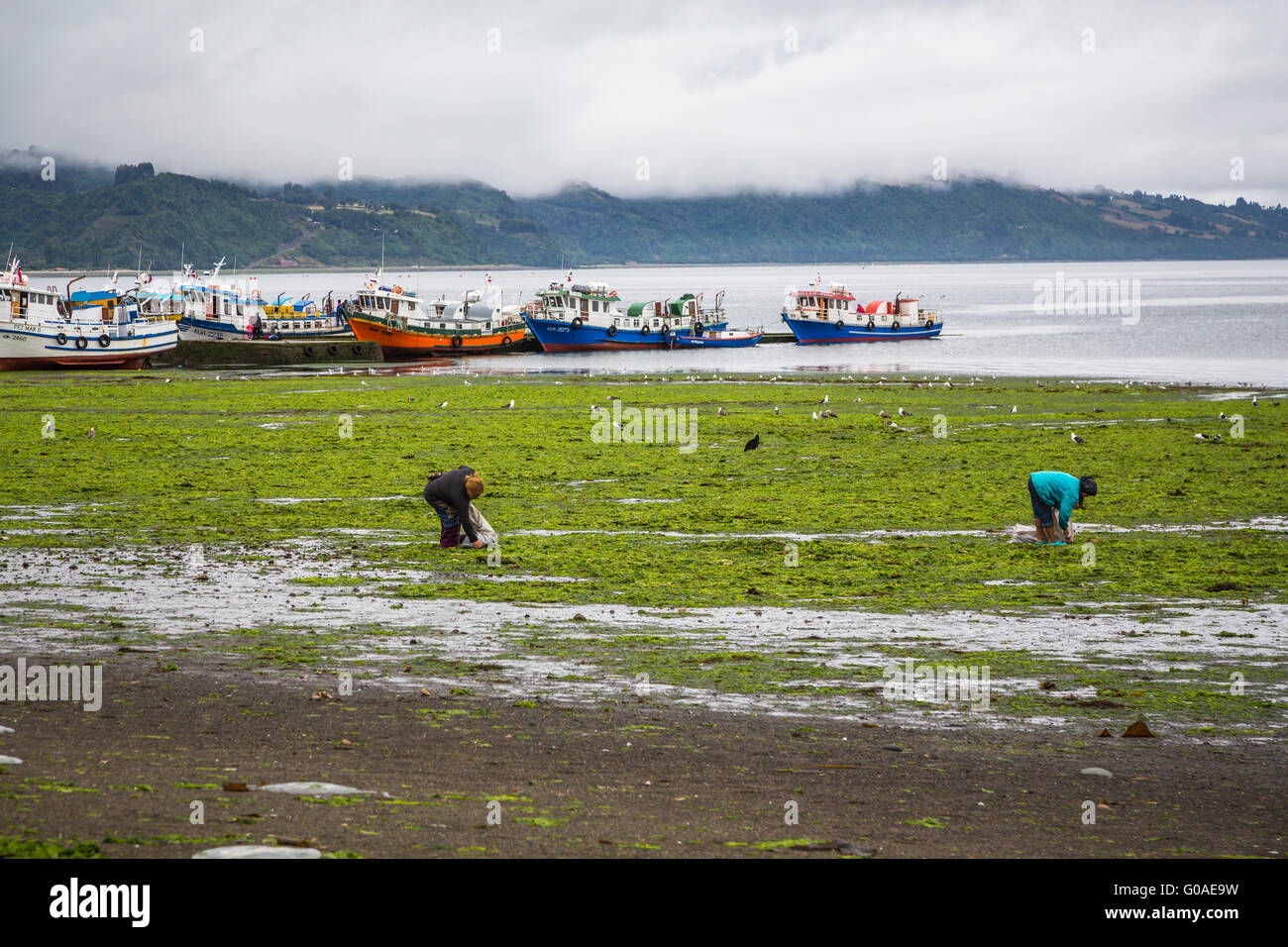 Letti Kelp sulla riva vicino Achao, Cile, America del Sud. Foto Stock