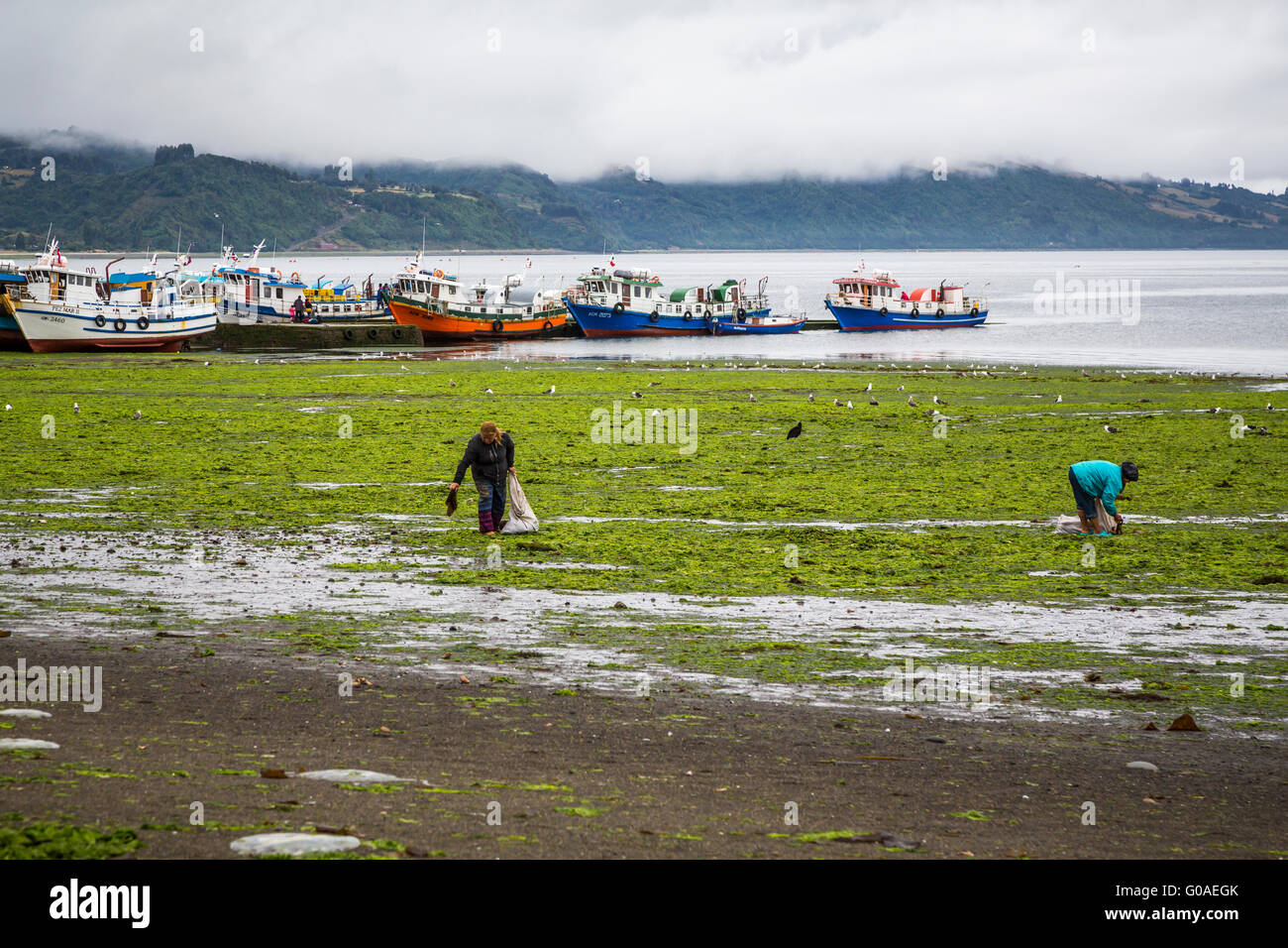 Letti Kelp sulla riva vicino Achao, Cile, America del Sud. Foto Stock