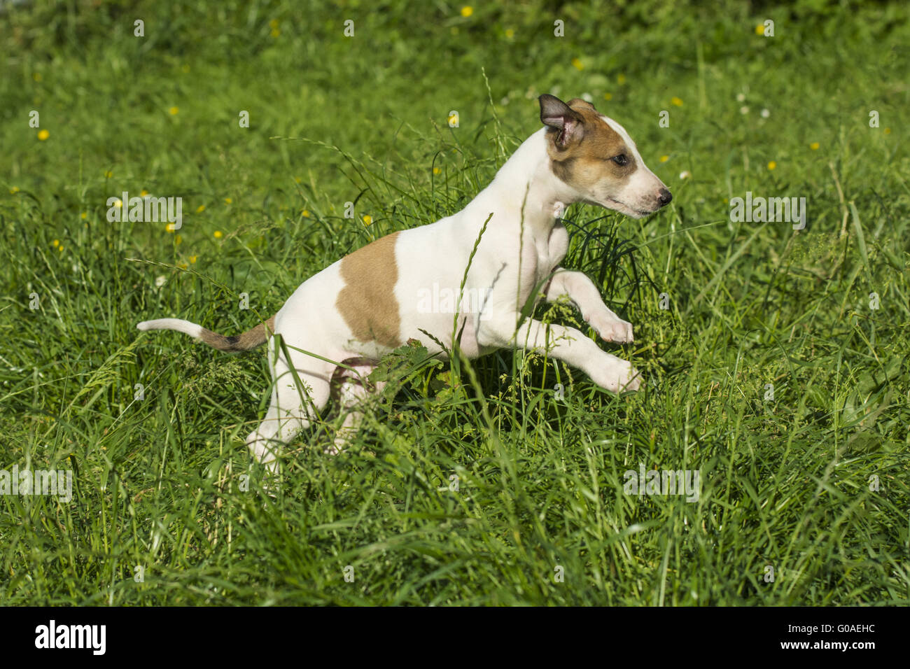 Cucciolo di levriero Foto Stock