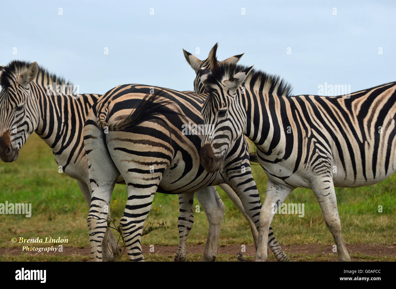 Tre amici Zebra Foto Stock