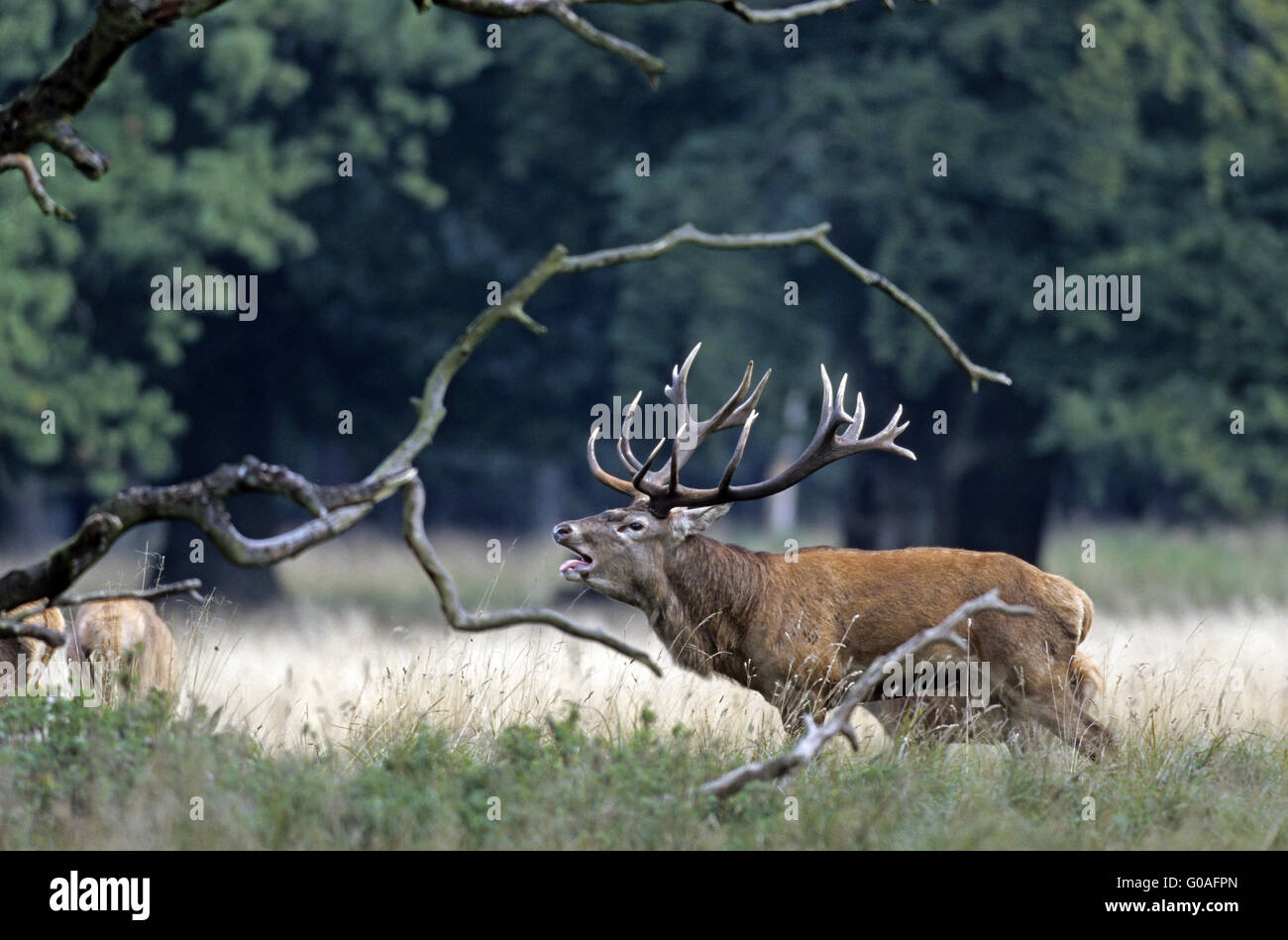 Ruggito Cervi cervi e cerve su un prato boschivo Foto Stock