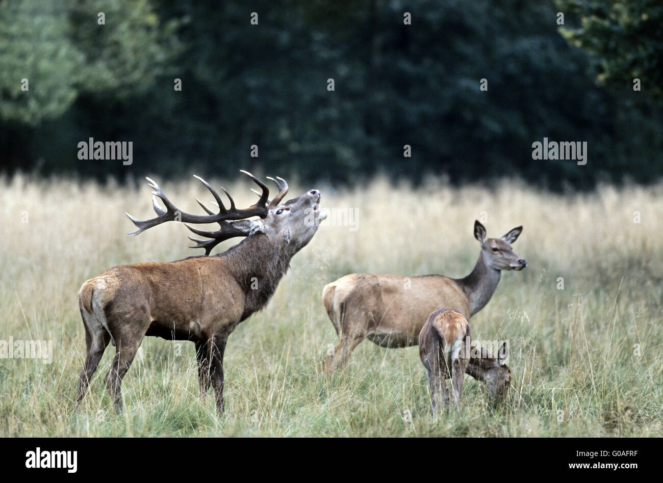 Ruggito Cervi cervi e cerve su un prato boschivo Foto Stock