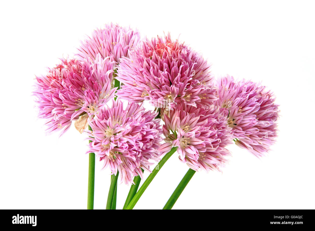 Erba cipollina con fiori (Allium schoenoprasum) Foto Stock