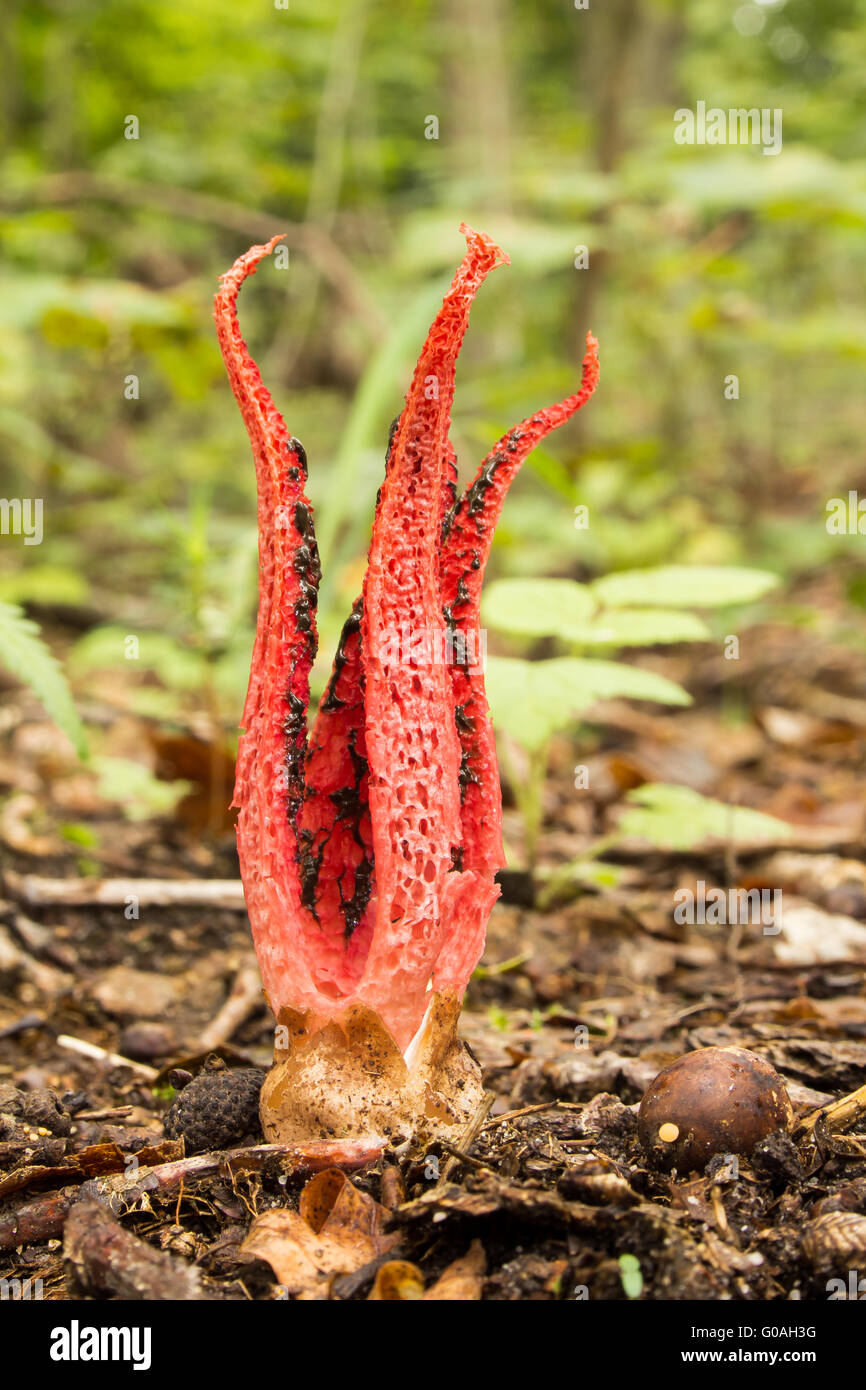 Il polpo Stinkhorn 01 Foto Stock