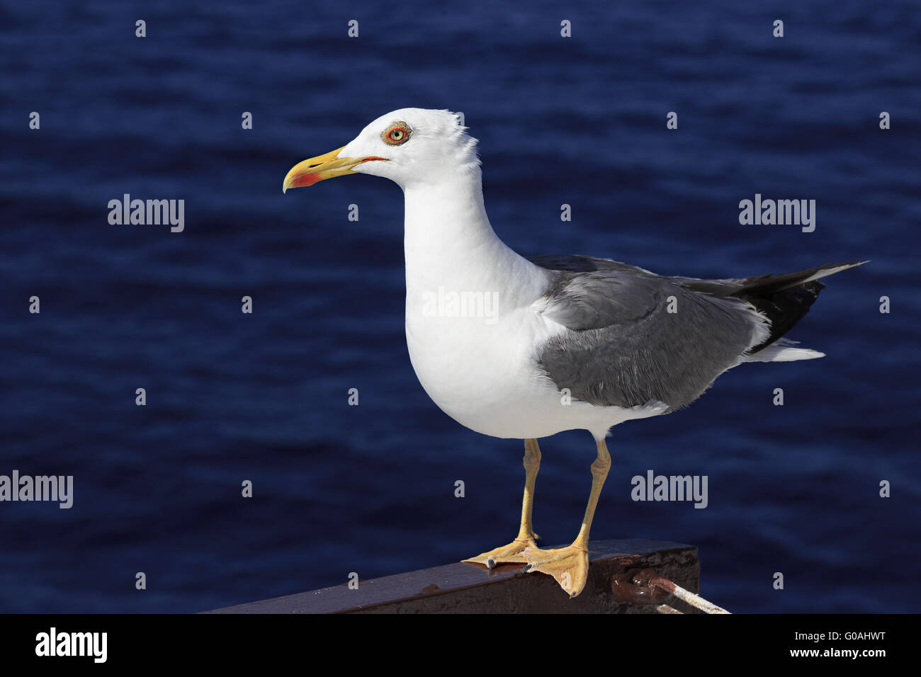 Giallo-zampe (gabbiano Larus michahellis) su uno sfondo di acqua di mare. Foto Stock