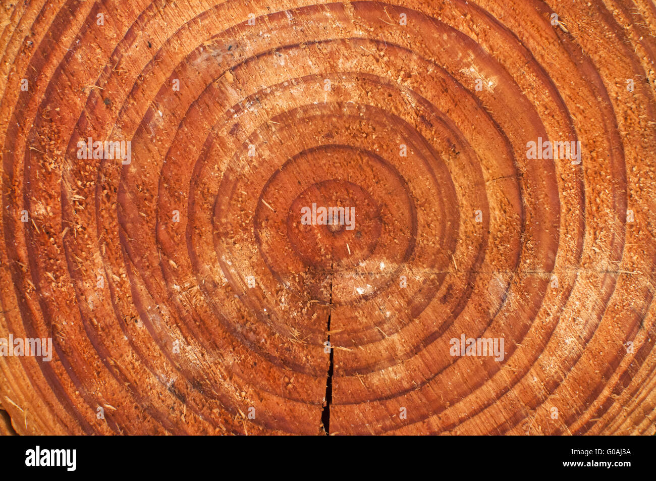Tagliare il moncone di argento abete con annua concentrici Foto Stock