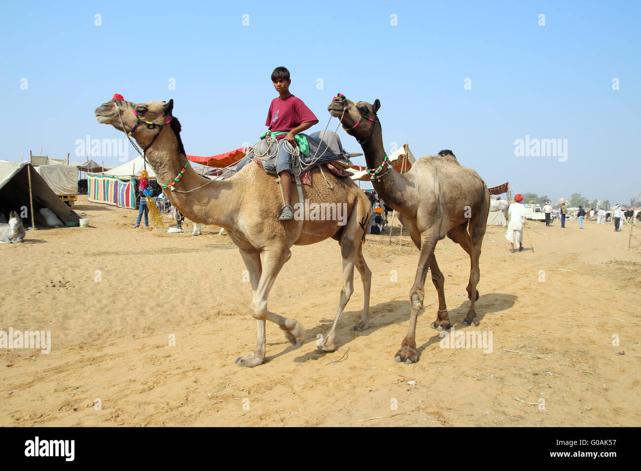 Ragazzo indiano con i cammelli a Pushkar camel fair Foto Stock
