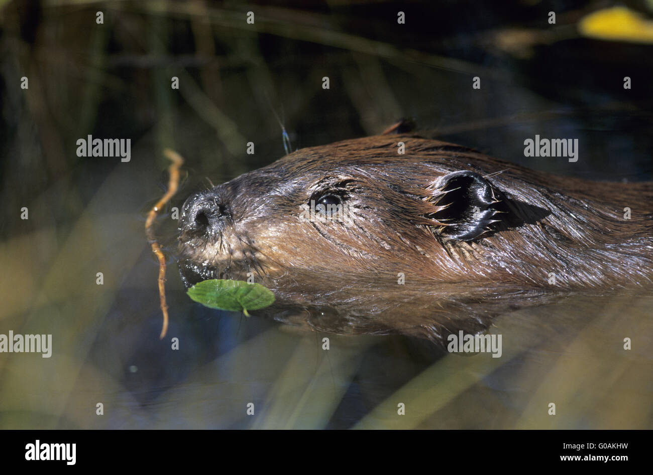 North American Beaver osservando avviso in pondside Foto Stock