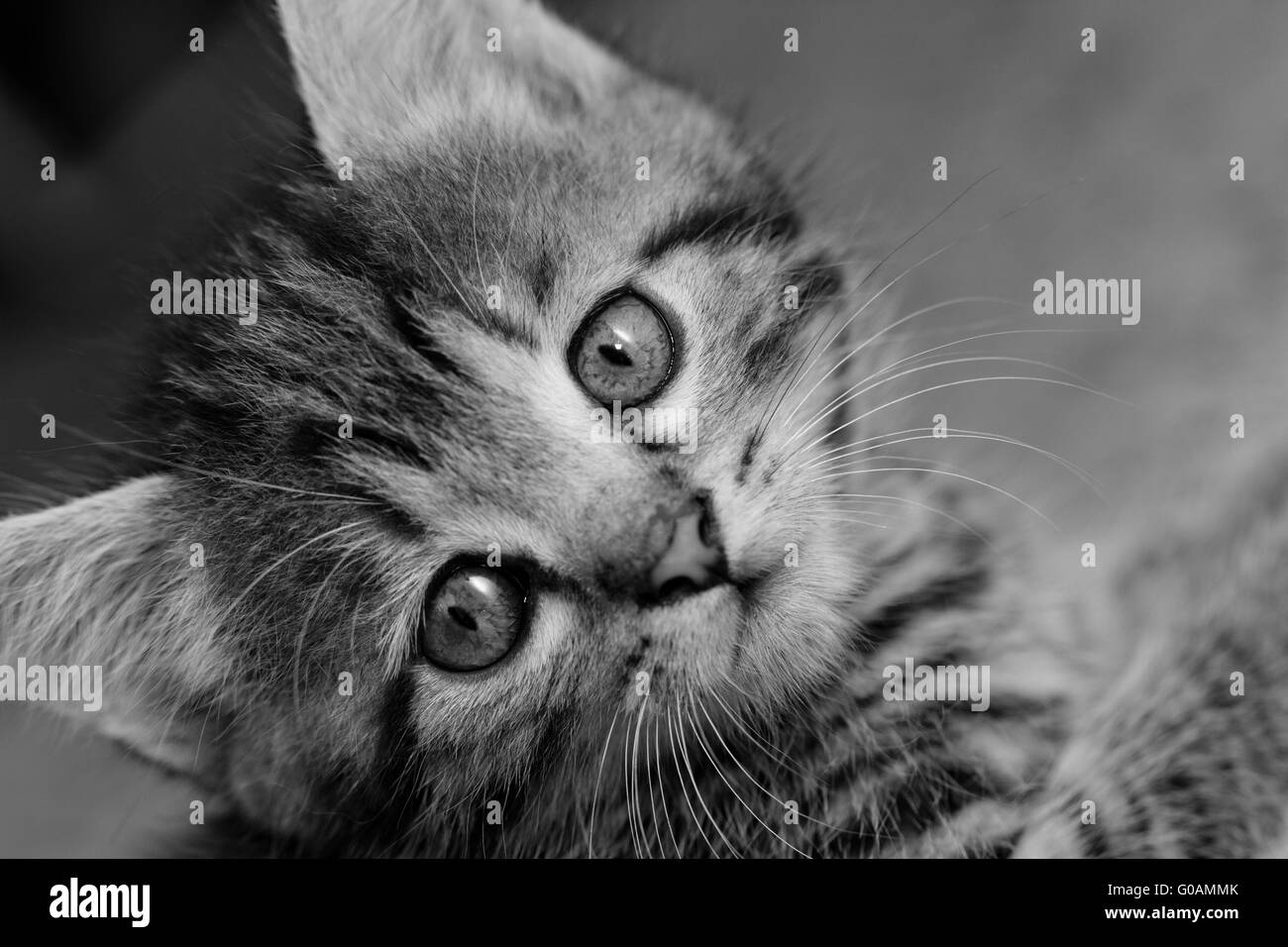 Close-up ritratto di tabby gatto di casa - bianco e nero Foto Stock