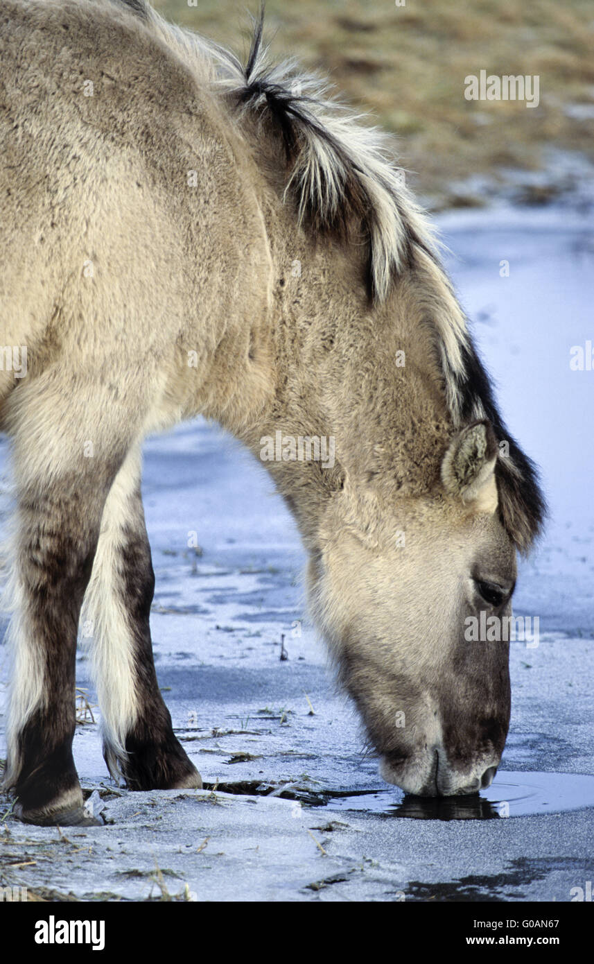 Cavallo di Heck colt acqua potabile Foto Stock