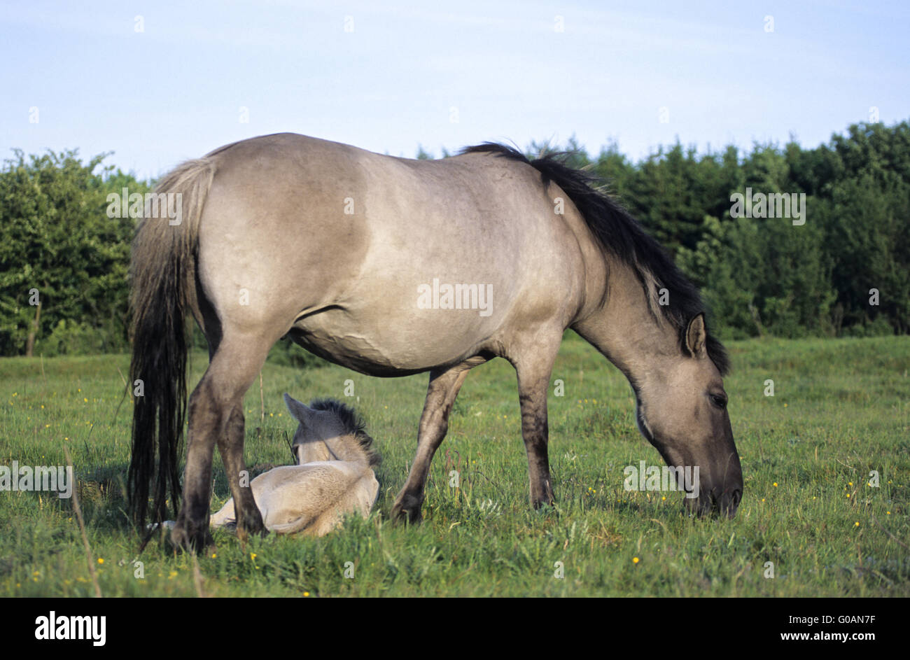 Cavallo di Heck colt riposa accanto al pascolo di mare Foto Stock