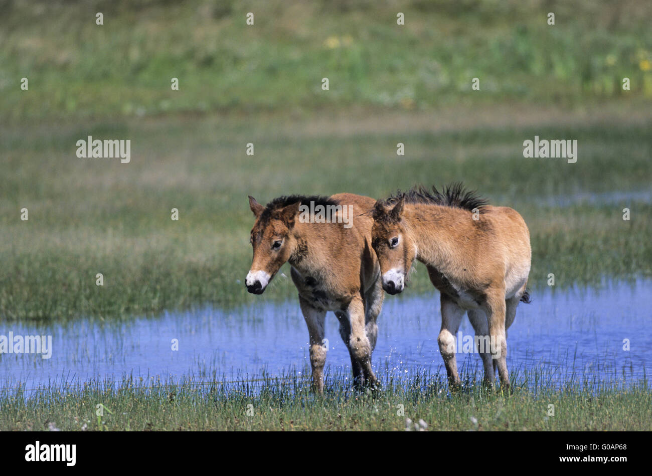 Exmoor Pony puledri a suonare in un lago nelle dune Foto Stock