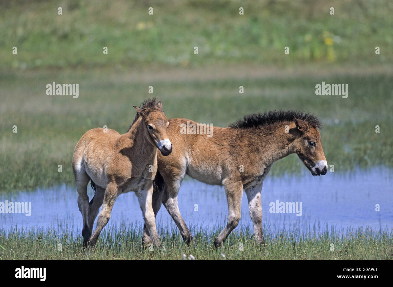 Exmoor Pony puledri a suonare in un lago nelle dune Foto Stock