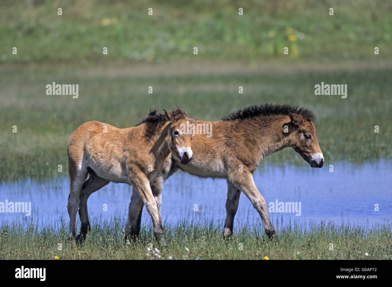 Exmoor Pony puledri a suonare in un lago nelle dune Foto Stock